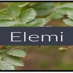 Elemi Oil Skin Benefits